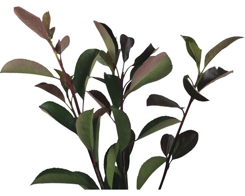 Plantă Aronia cu frunze