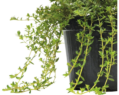 Plantă de cimbru în ghiveci