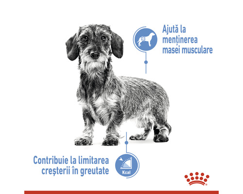 Teckel pentru a ilustra beneficiile produsului pentru menținerea masei musculare și controlul greutății