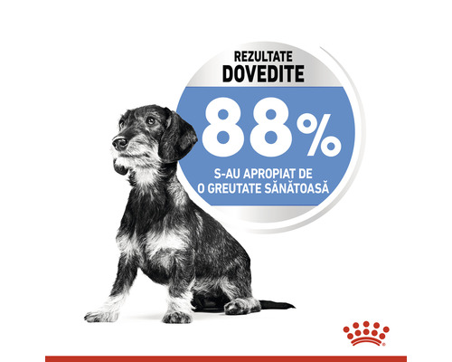 Teckel cu indicarea optimizării greutății atinsă de 88%