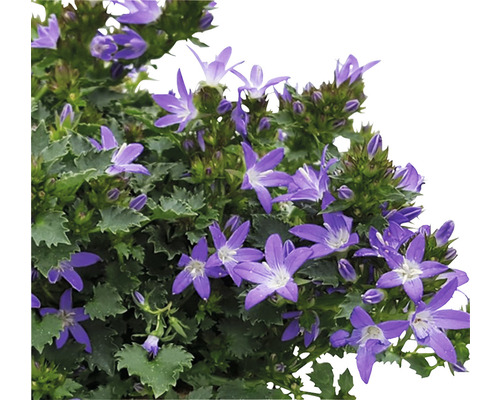 Plantă Campanula înflorită în ghiveci