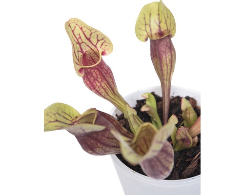 Planta carnivoră în ghiveci