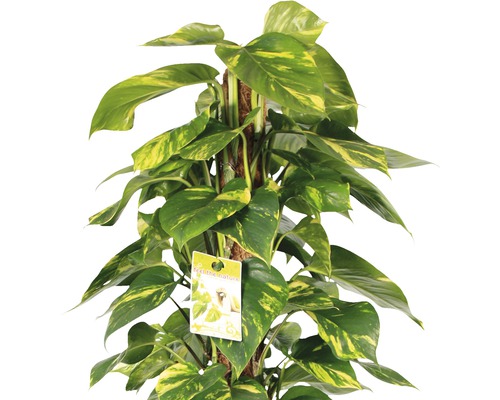 Epipremnum aureum pe suport de mușchi, plantă de interior