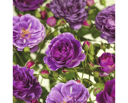Trandafir 'Minerva' FloraSelf Rosa 'Minerva' H 60 cm Co 5 L violet