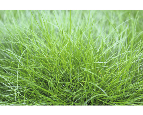 Iarbă decorativă FloraSelf Festuca gautieri 'AmiGreen' H 10-25 cm Co 2 L, 3 buc. Prim-plan cu iarbă de gazon