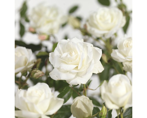 Trandafir FloraSelf Albă ca zăpada H 100-120 cm Co 5 L