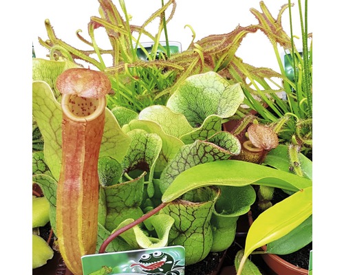 Aranjament cu diverse plante carnivore