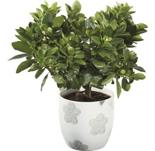 Citrus în ghiveci cu model floral