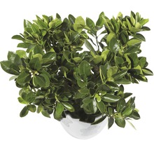 Calamondin FloraSelf Citrus calamondin H 20-30 cm ghiveci Ø 15 cm