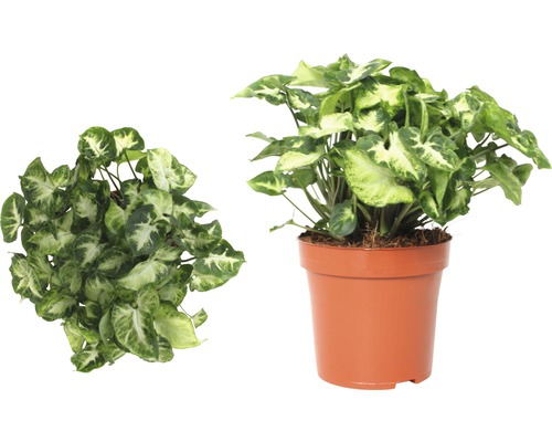 Săgeata în ghiveci, două vederi