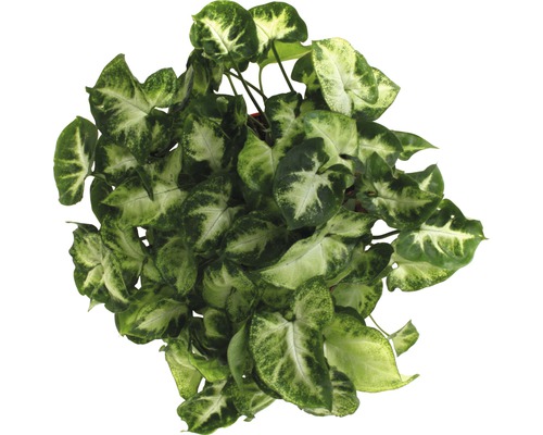 Săgeata plantei de apartament cu frunze verzi și deschise