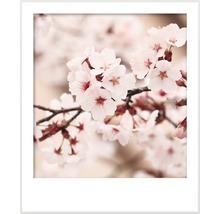Vopsea mată premium fără conservanți StyleColor SELECTION nuanța 14 Floare de cireș japoneză 2,5 l-thumb-5