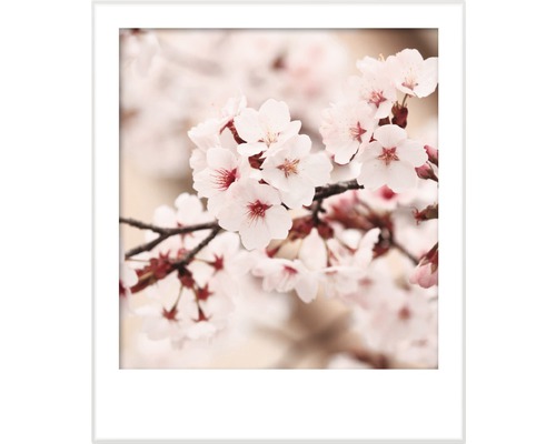 Prim-plan cu flori de cireș într-un cadru alb