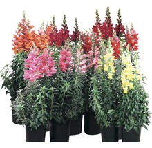 Gura-leului multicolor în ghivece