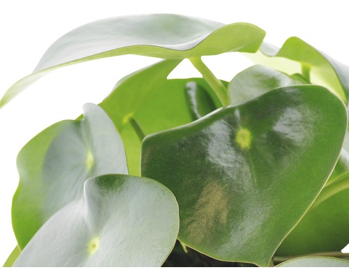 Planta chinezească de bani cu frunze rotunde