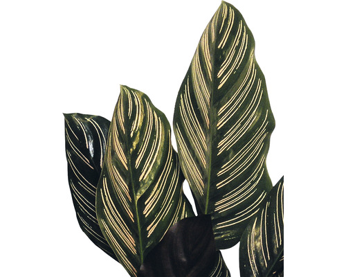 Planta de interior Calathea Ornata cu frunze dungate