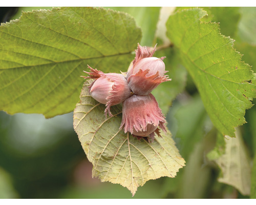 Pom fructifer alun FloraSelf Corylus fructo maxima H 80-100 cm Co 3,5 l