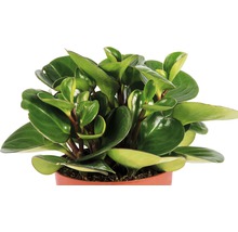 FloraSelf Peperomia x Hybride 'Ortipan' H 15-17 cm ghiveci Ø 10,5 cm