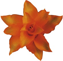 Planta care se roagă FloraSelf Calathea crocata 'Tassmania' H 45-50 cm Ø 14 cm-thumb-1 Planta care se roagă FloraSelf Calathea crocata 'Tassmania' H 45-50 cm Ø 14 cm-thumb-1