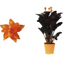 Planta care se roagă FloraSelf Calathea crocata 'Tassmania' H 45-50 cm Ø 14 cm-thumb-2 Planta care se roagă FloraSelf Calathea crocata 'Tassmania' H 45-50 cm Ø 14 cm-thumb-2