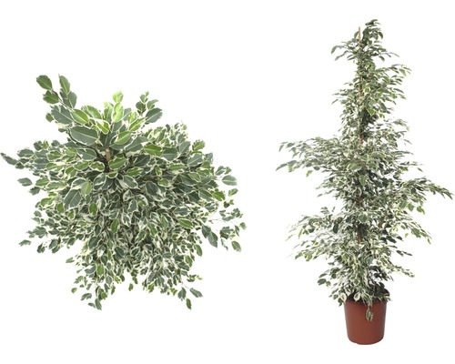 Două plante ficus pestrițe în ghivece