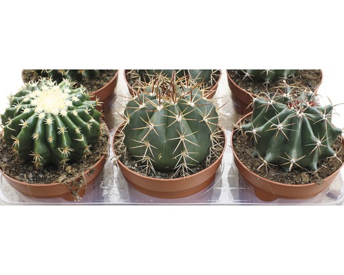 Assortiment de cactuși în ghivece