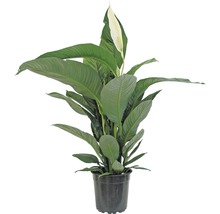 Crinul păcii FloraSelf Spathiphyllum wallisii 'Sweet Silvio' H 70-80 cm ghiveci Ø 14 cm-thumb-2 Crinul păcii FloraSelf Spathiphyllum wallisii 'Sweet Silvio' H 70-80 cm ghiveci Ø 14 cm-thumb-2