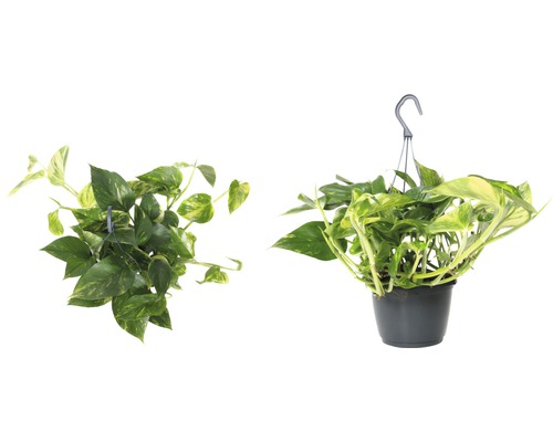 Plantă suspendată cu frunze verde-galbene într-un ghiveci