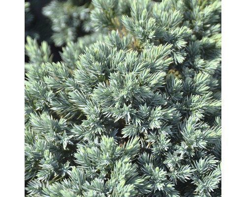 Prim-plan cu chiparos pitic