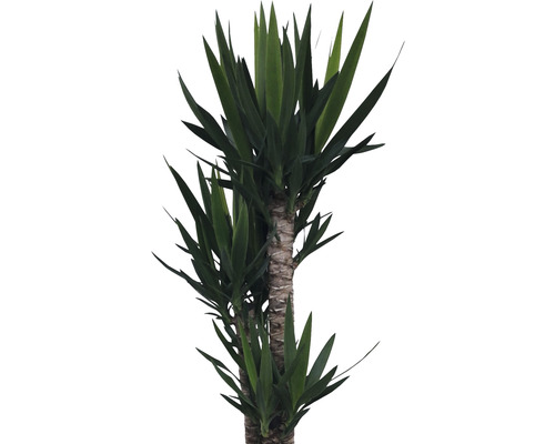 Planta de interior Yucca cu frunze ascuțite