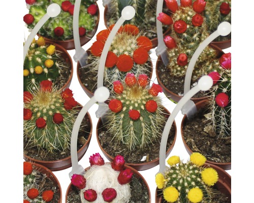 Cactuși înfloriți diferiți în ghivece