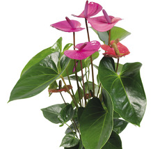 Plantă Anthurium cu frunze verzi și flori colorate