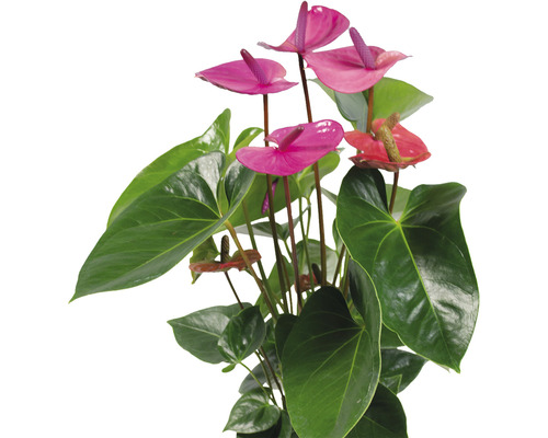 Floarea Flamingo FloraSelf Anthurium andreanum 'Purple' H 55-60 cm ghiveci Ø 17 cm