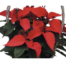 Crăciunița Poinsettia în coș cu mâner FloraSelf Euphorbia pulcherrima H 60-65 cm ghiveci Ø17 cm roșie