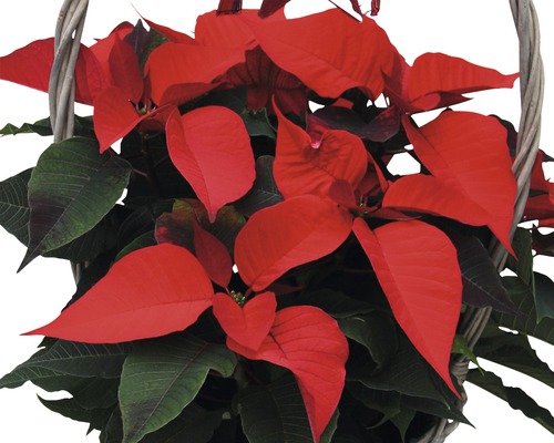 Poinsettia în coș