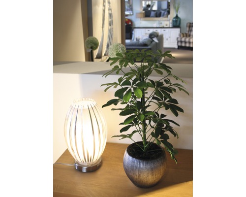 Aranjament decorativ cu plantă de interior în ghiveci și lampă de masă