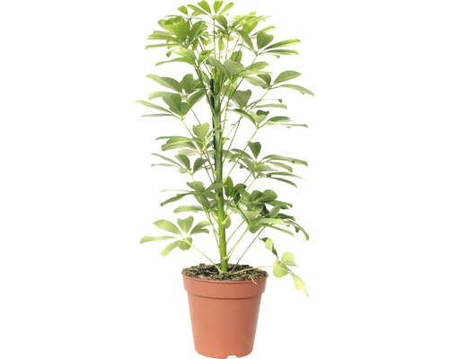 Arborele umbrelă FloraSelf Schefflera arboricola 'Nora' H 45-55 cm ghiveci Ø 13 cm