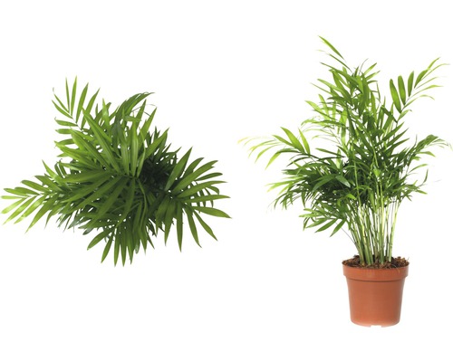 Doi palmieri Areca, unul de sus și unul într-un ghiveci