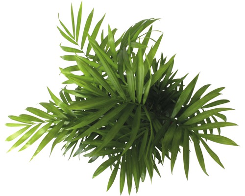 Palmă de interior din perspectivă aeriană