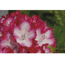 Prim-plan cu o floare de rododendron cu petale roz și albe