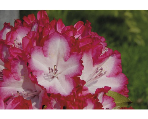 Prim-plan cu o floare de rododendron cu petale roz și albe