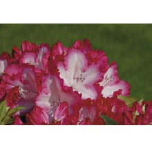 Prim-plan cu o floare de rododendron