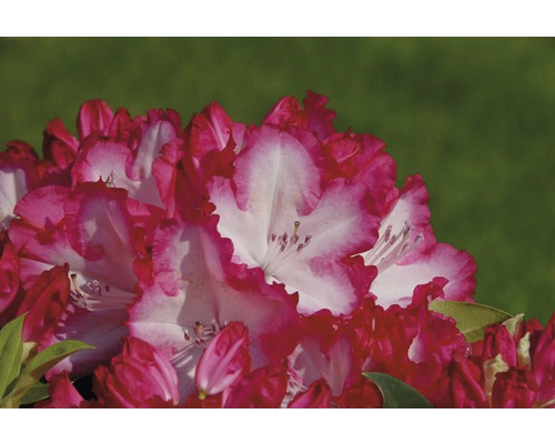 Prim-plan cu o floare de rododendron