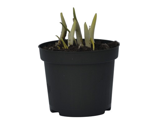 Plantă tânără în ghiveci