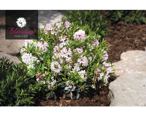 Rhododendron pitic înflorit în grădină