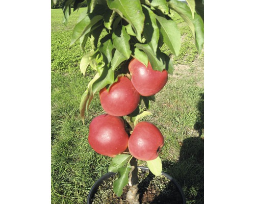 Bio Pom fructifer măr columnar FloraSelf Bio Malus Starline 'Red Crimson' H 60-80 cm Co 7,5 L