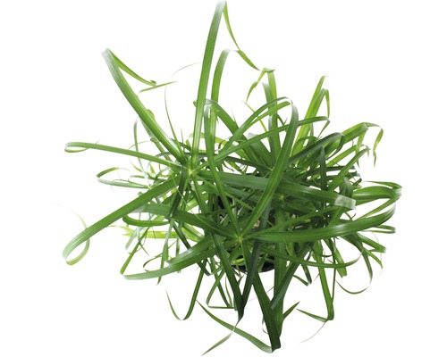 Plantă de interior ciperus în ghiveci