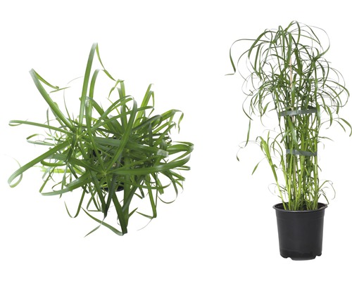 Ciperacee în ghiveci, un tip de iarbă ornamentală