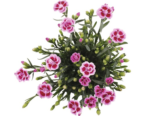 Garofiță roz FloraSelf Dianthus Pink Kisses ghiveci Ø | HORNBACH