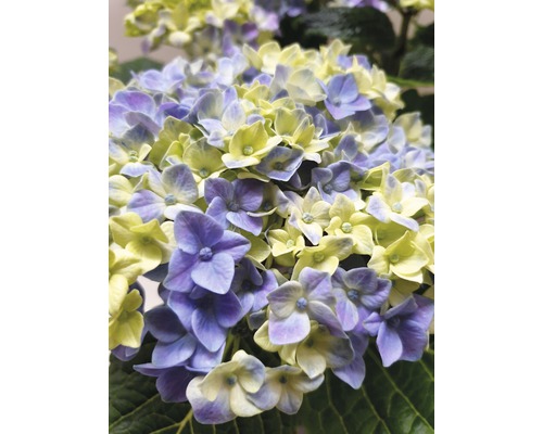 Prim-plan cu o hortensie cu flori